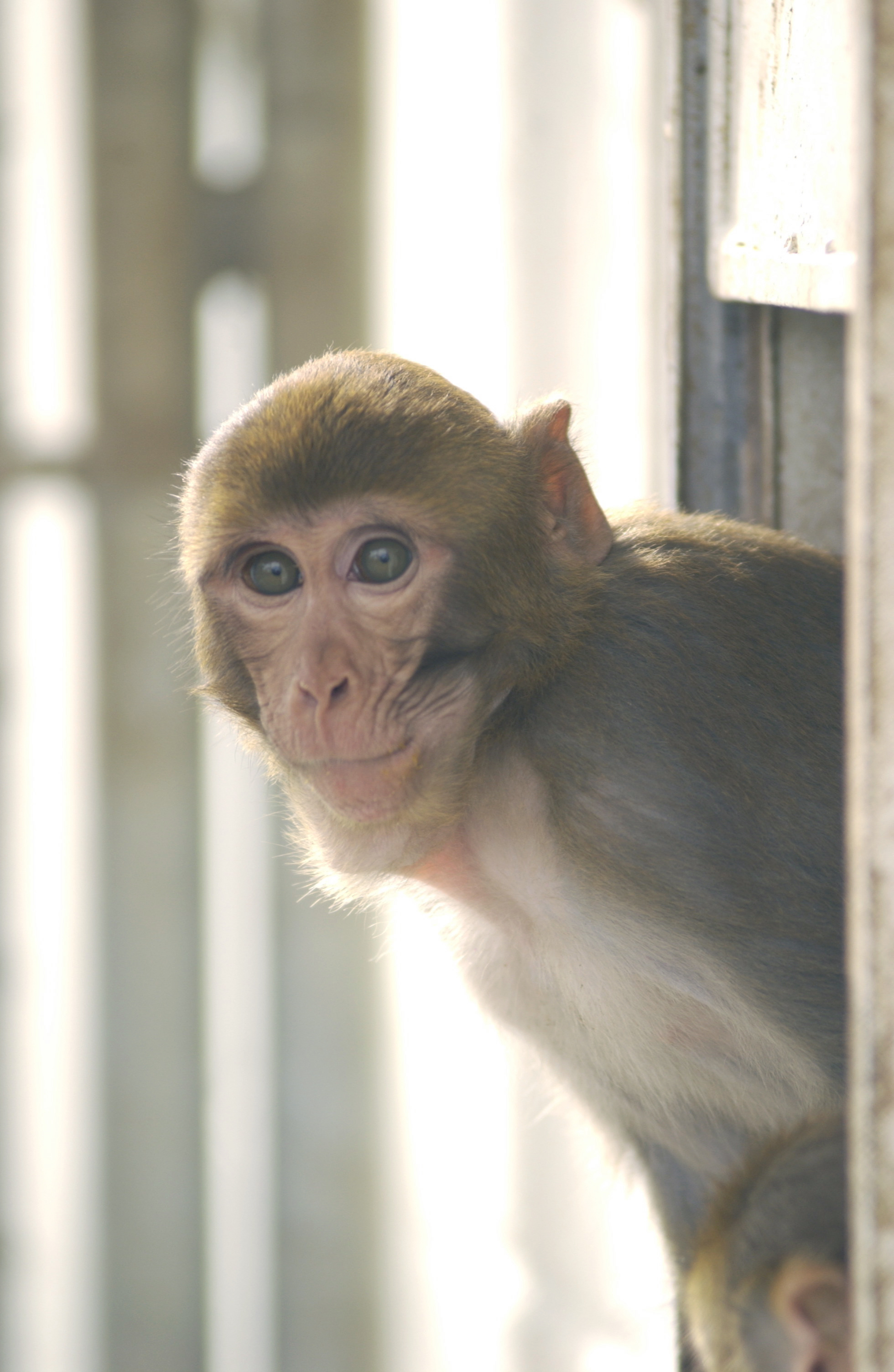 nonhuman primate, enrichment, Source: ONPRC